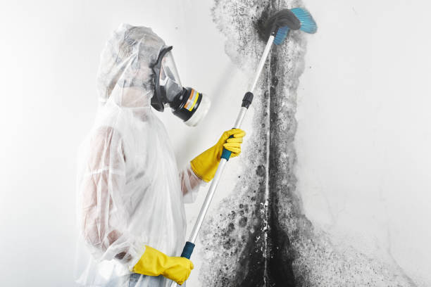 Best Basement Mold Removal  in Spring Grove, IL