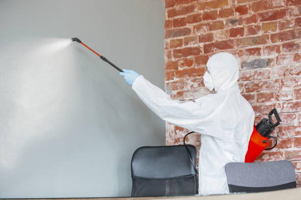 Best Attic Mold Removal  in Spring Grove, IL